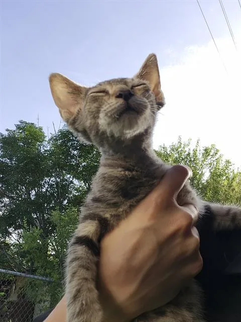 A baby small-sized female Domestic Short Hair cat named Sally for adoption in San Antonio, TX