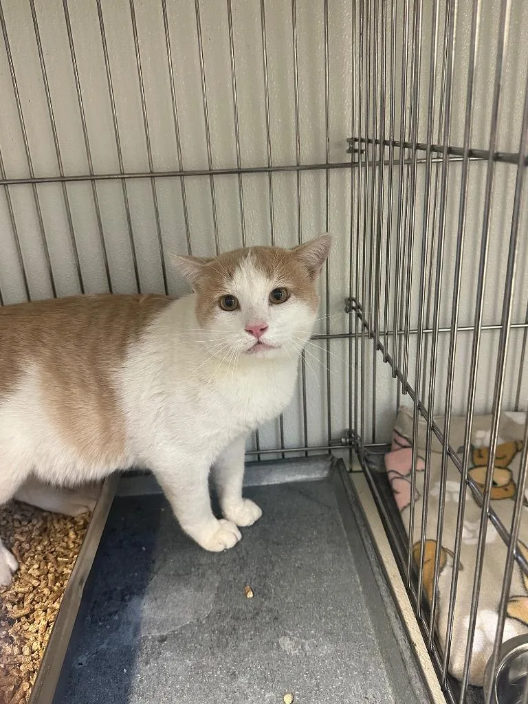 A young medium-sized male Domestic Short Hair cat named Franklin for adoption in Rock Springs, WY
