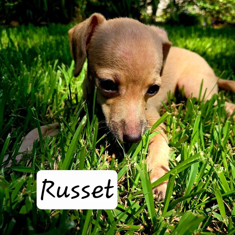 Russett thumbnail 2