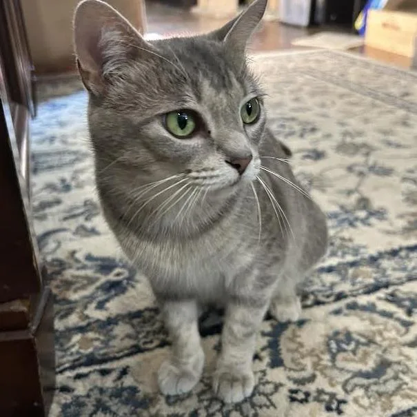 An adult medium-sized female Gray / Blue / Silver Domestic Short Hair cat named Strawberry Shortcake for adoption in Charlottesville, VA