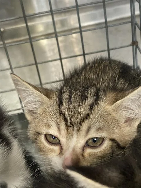 A baby small-sized female Domestic Short Hair cat named Bebadobee for adoption in Dallas, TX