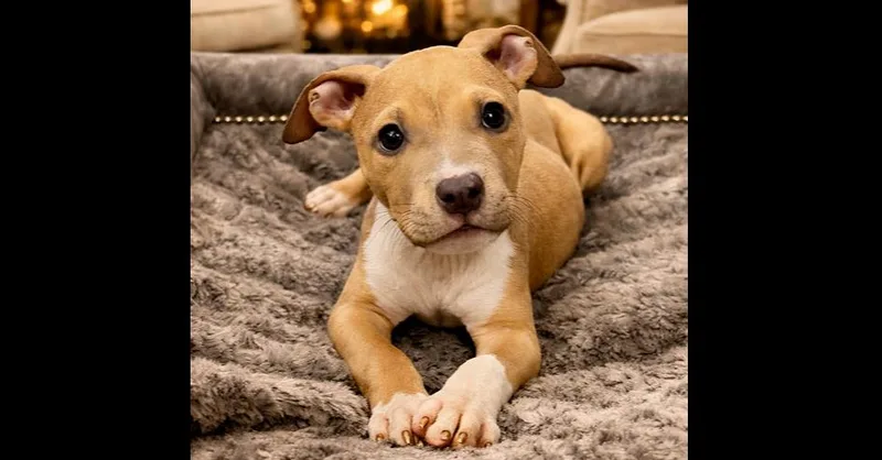 French Fry thumbnail 2