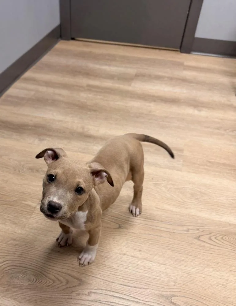 French Fry thumbnail 6