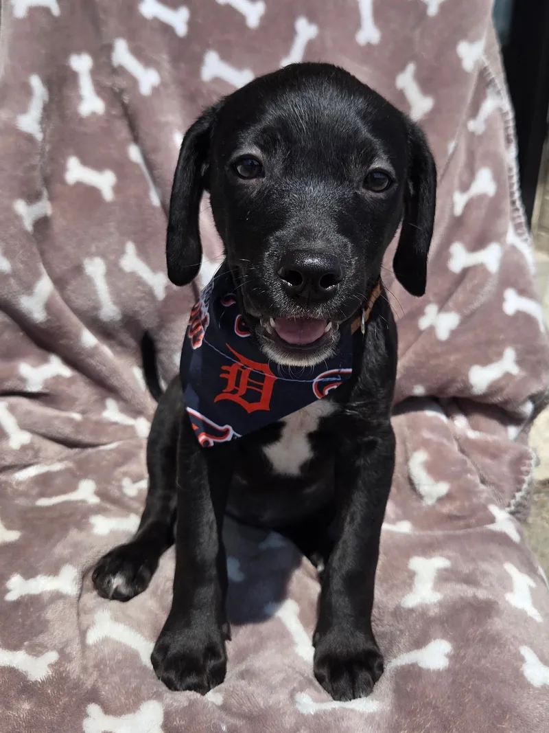 Draco thumbnail 2