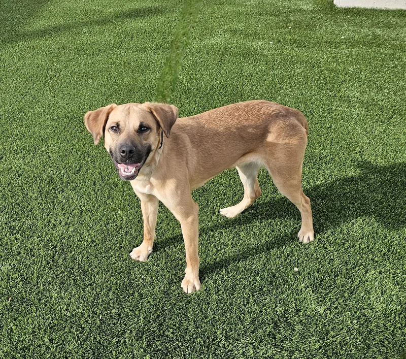 Koda