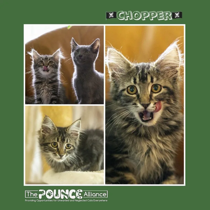 A baby small-sized female Domestic Long Hair cat named Chopper for adoption in Liberty Lake, WA