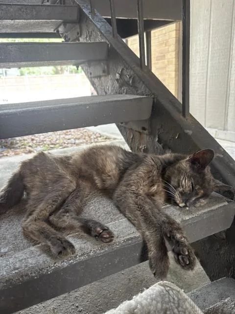 A young small-sized female Domestic Short Hair cat named Kitti for adoption in San Antonio, TX