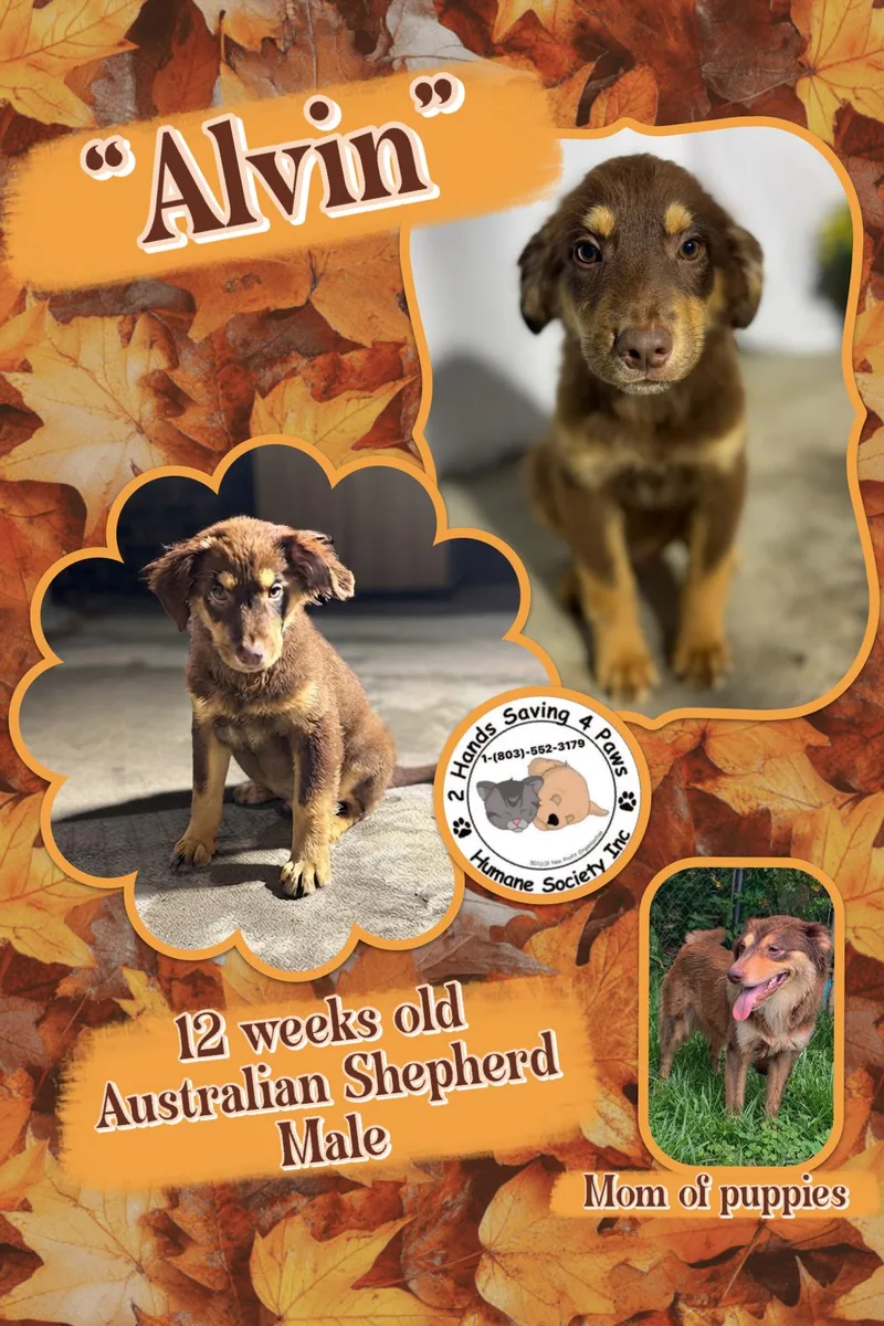 A baby medium-sized male Brown / Chocolate Australian Shepherd dog named Alvin for adoption in Thomson , GA
