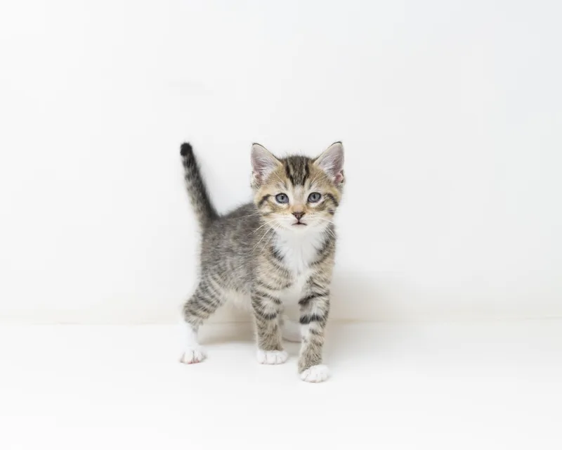 A baby medium-sized male Tabby (Brown / Chocolate) Tabby cat named Gus for adoption in Trophy Club, TX
