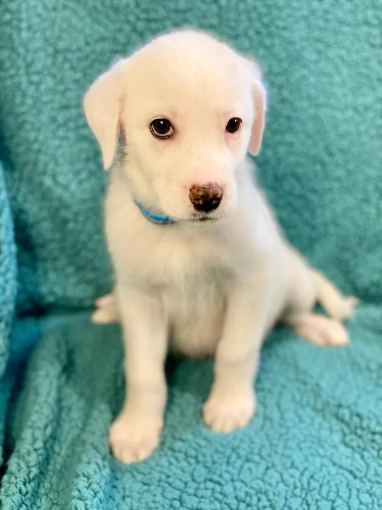 A baby medium-sized female Australian Shepherd dog named Zoe for adoption in Urbandale, IA