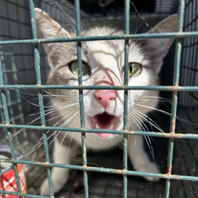 An adult medium-sized female White Domestic Short Hair cat named Brianne for adoption in Greensboro, NC