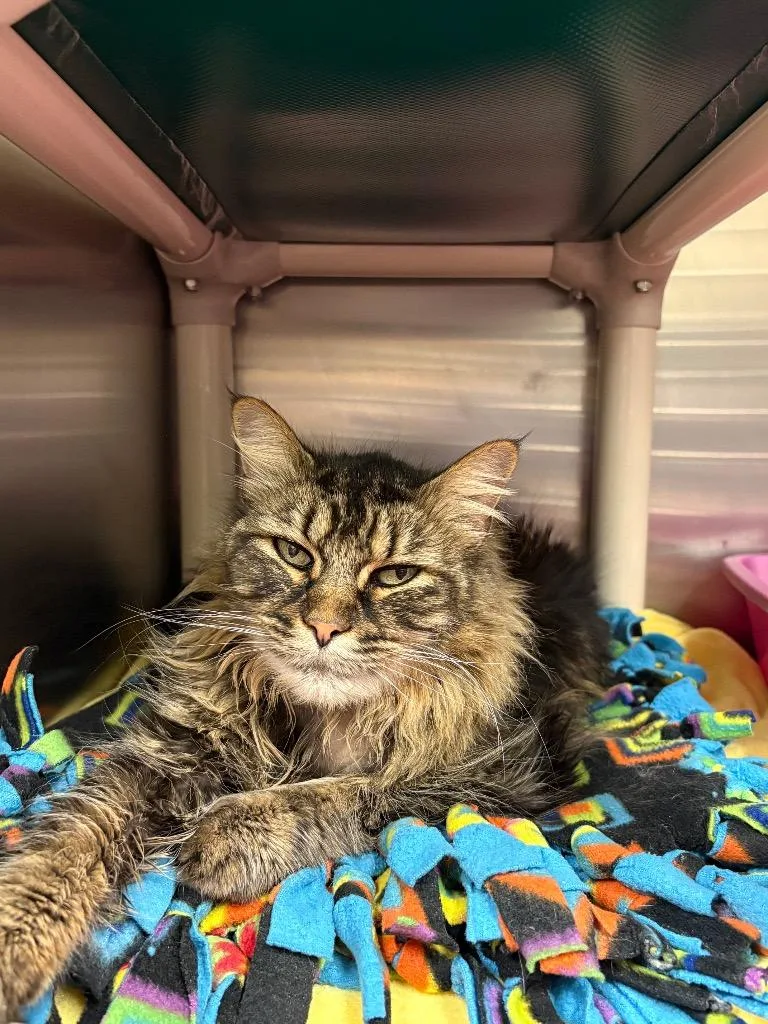 A young medium-sized male Domestic Long Hair cat named Stormy for adoption in Johnson City, TN