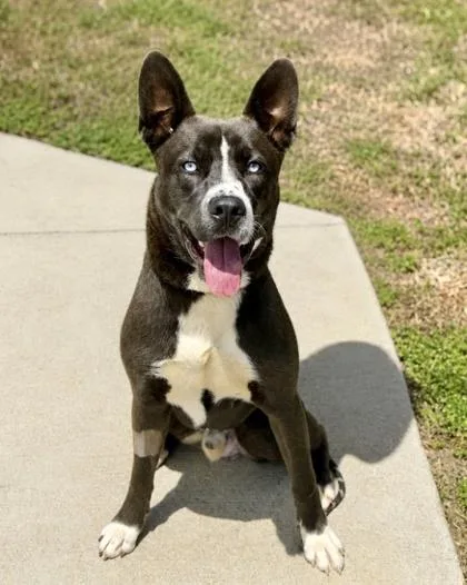 Onyx