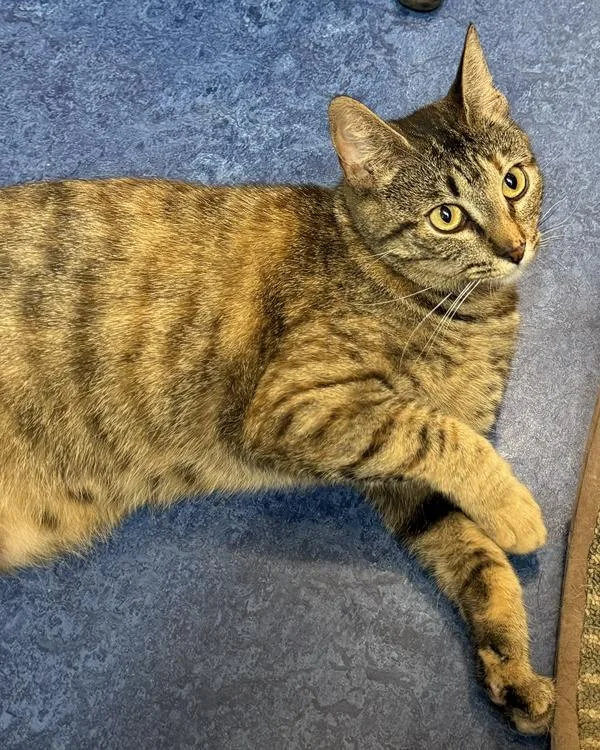 An adult small-sized female Domestic Short Hair cat named Molly for adoption in Novato, CA