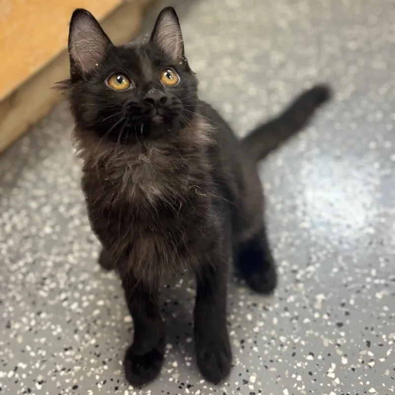 A baby small-sized male Black Domestic Long Hair cat named Alfa for adoption in Marshalltown, IA