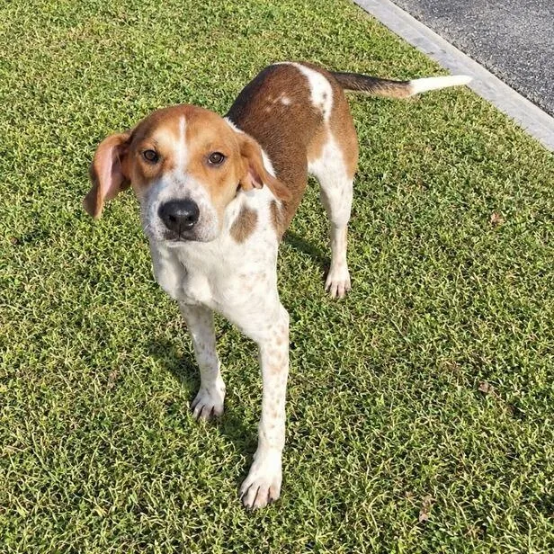 A baby large-sized male Hound dog named Marley for adoption in Valdosta, GA