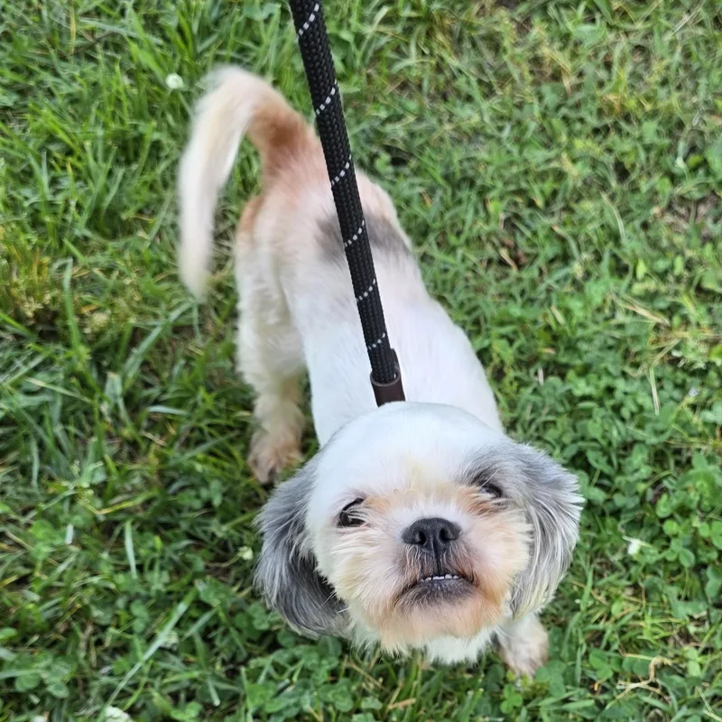 A young small-sized female Gray / Blue / Silver Shih Tzu dog named Poppy for adoption in Greensboro, NC