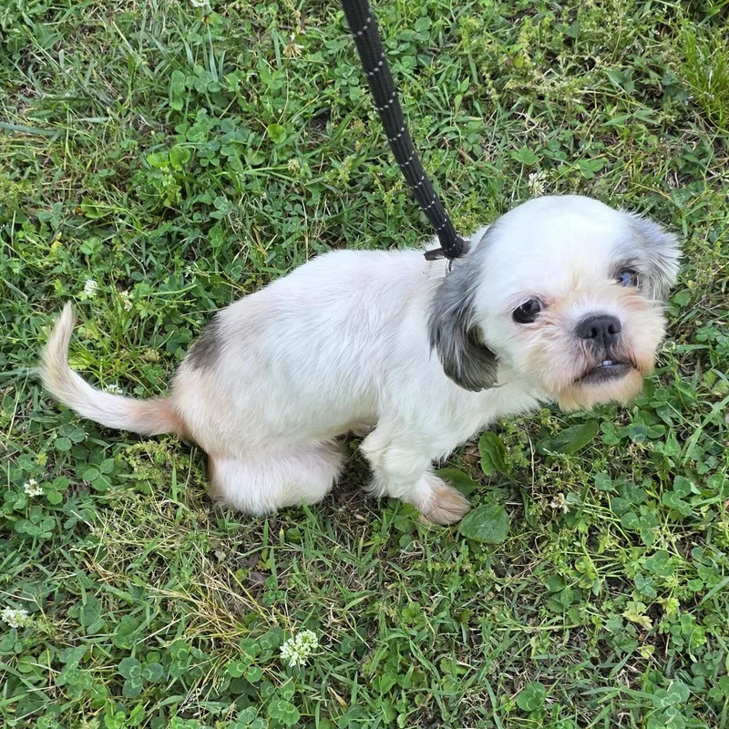 Poppy thumbnail 4