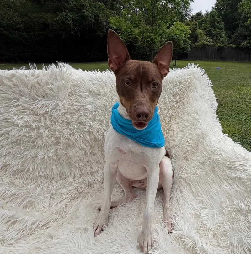 An adult medium-sized male Brown / Chocolate Terrier dog named Axel Rose for adoption in Houston, TX