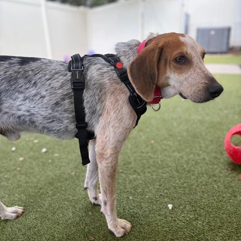 An adult medium-sized male White / Cream Mixed Breed dog named Beefs for adoption in Titusville, FL