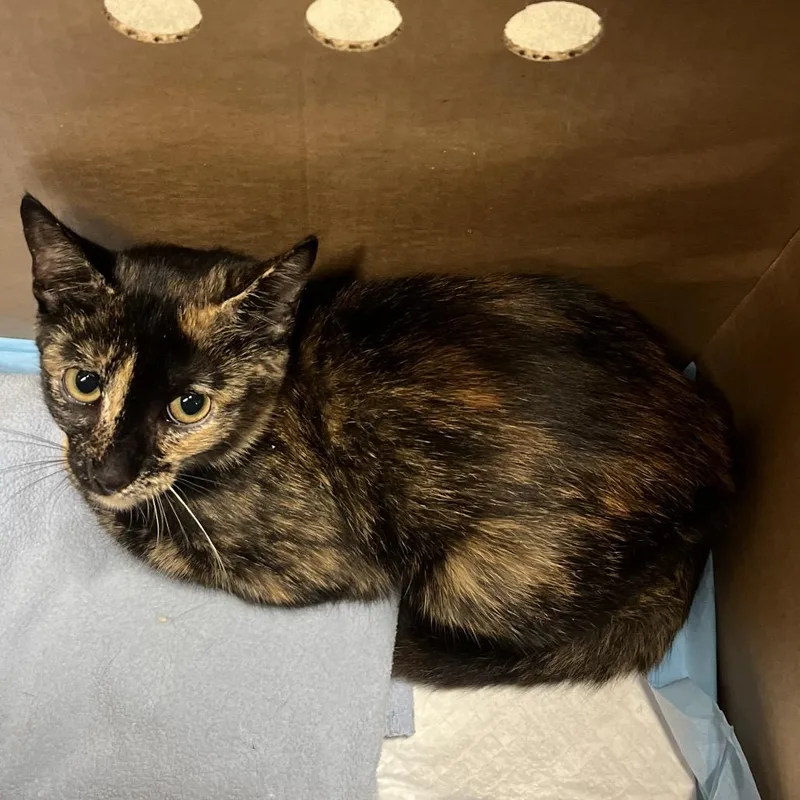 A baby small-sized female Calico Domestic Short Hair cat named Melody for adoption in Tampa, FL