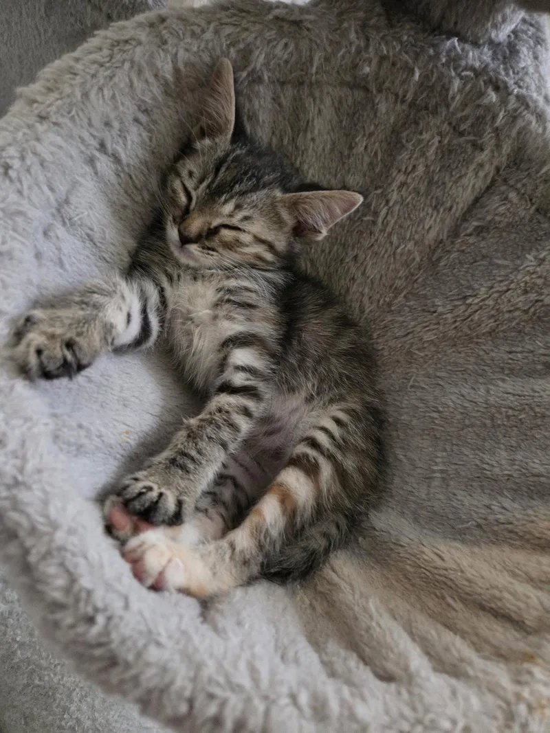 A baby medium-sized female Domestic Short Hair cat named Linda for adoption in Glendale, AZ