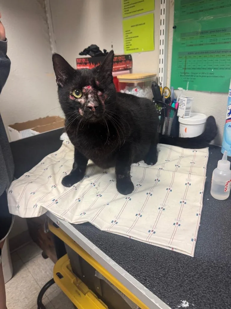 An adult medium-sized male Domestic Short Hair cat named Grisham for adoption in Sorrento, LA