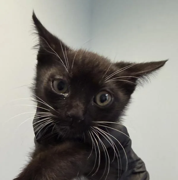 A baby small-sized male Domestic Short Hair cat named Zoro for adoption in Oceanside, CA