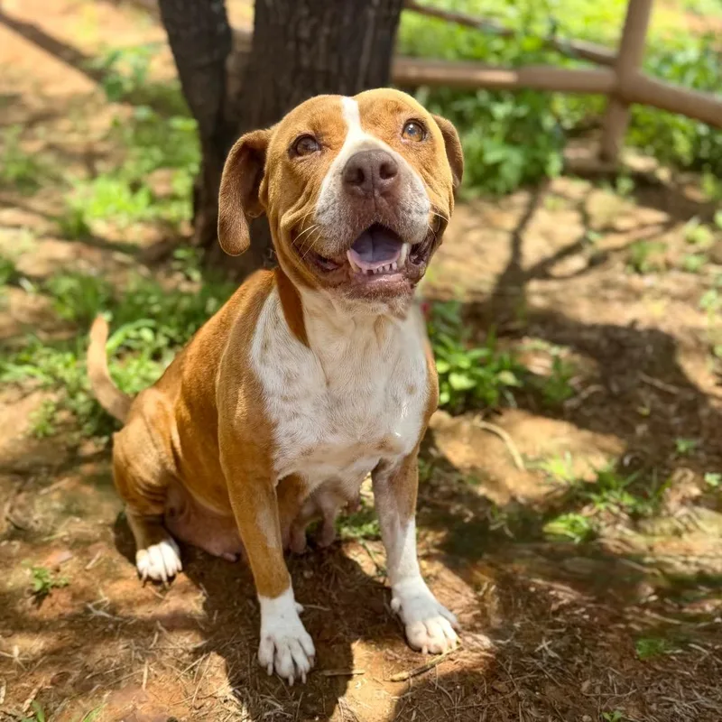 An adult medium-sized female Pit Bull Terrier dog named Mabel for adoption in Pearsall, TX