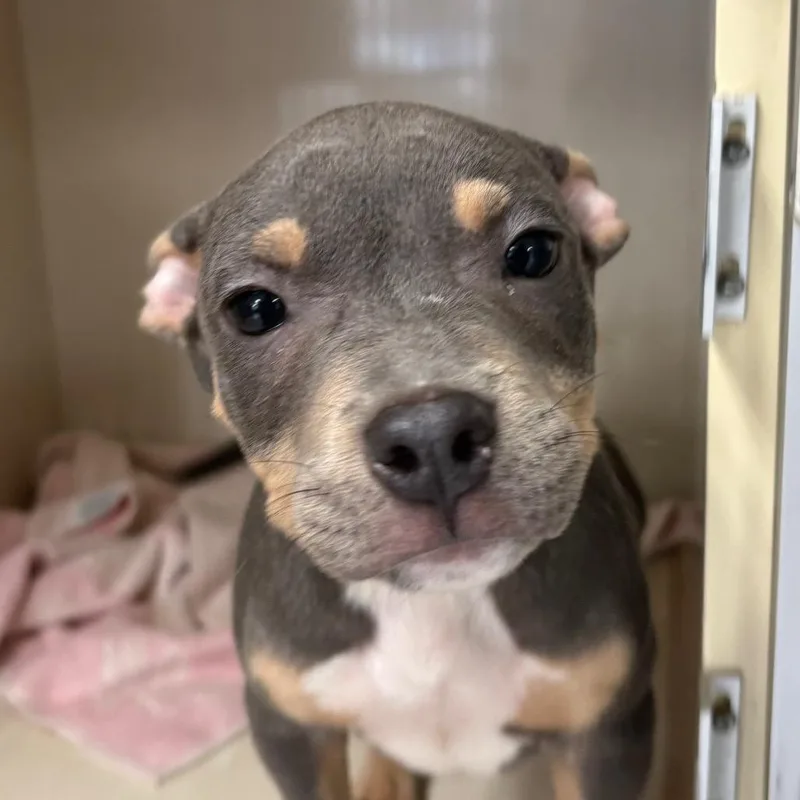 A baby small-sized male Gray / Blue / Silver Pit Bull Terrier dog named Ogilivie for adoption in Northbrook, IL