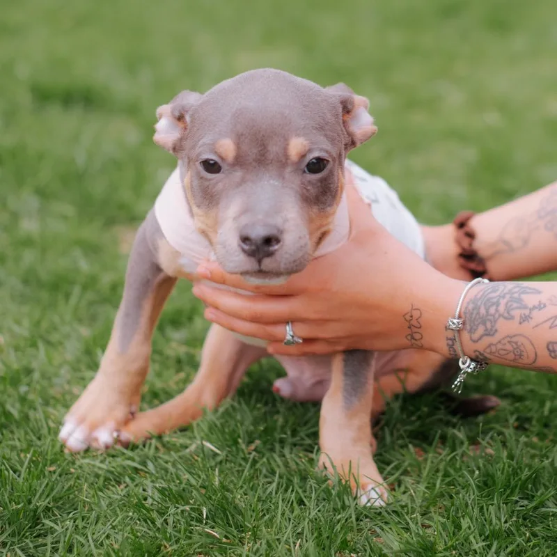 Ogilivie thumbnail 2