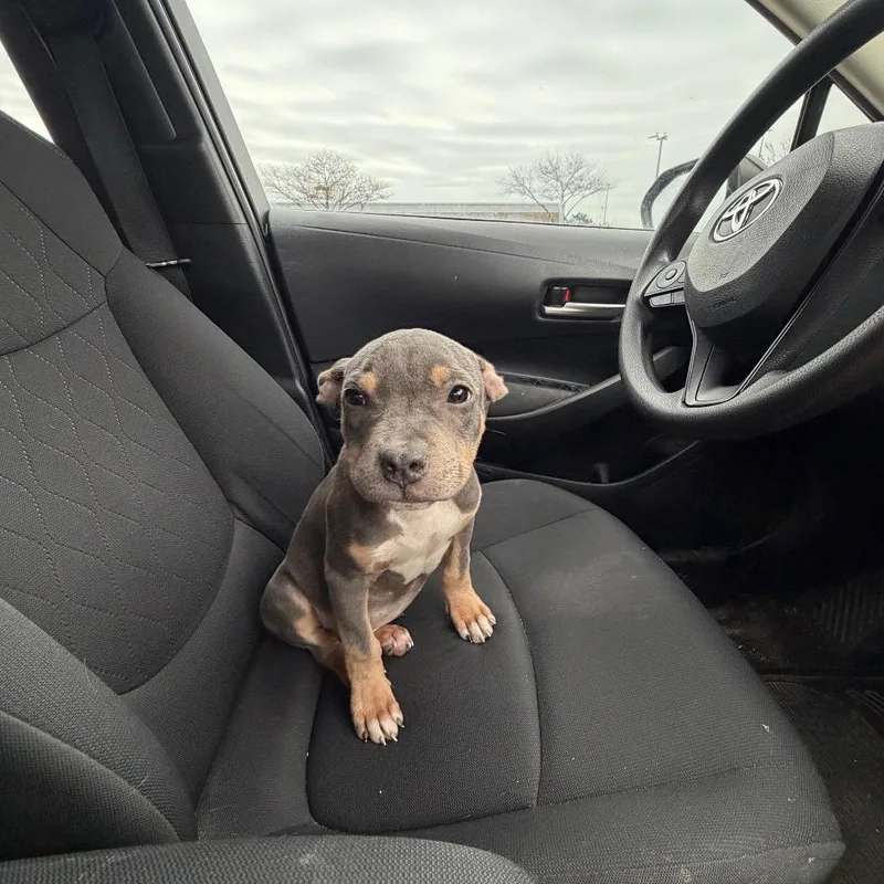 Ogilivie thumbnail 4