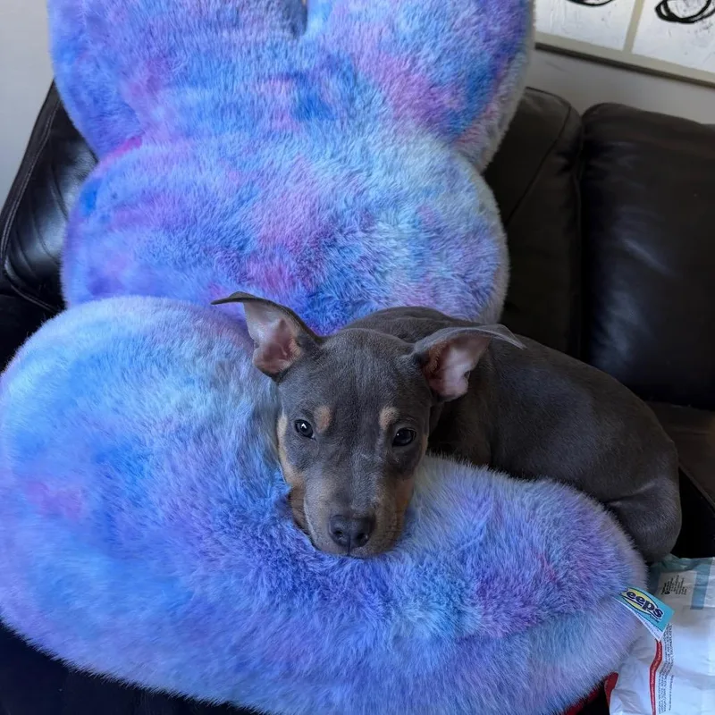 Ogilivie thumbnail 5