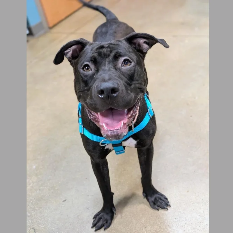 A young medium-sized female Black Pit Bull Terrier dog named Pineapple Mint for adoption in Baltimore, MD