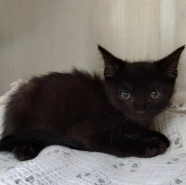 A baby small-sized male Domestic Short Hair cat named Echo for adoption in Alameda, CA