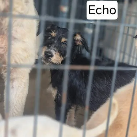 Echo