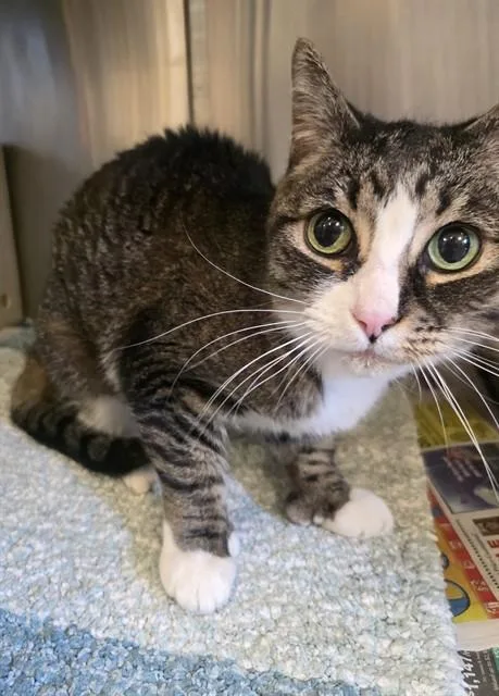 A senior medium-sized female Domestic Short Hair cat named Three for adoption in Castaic, CA