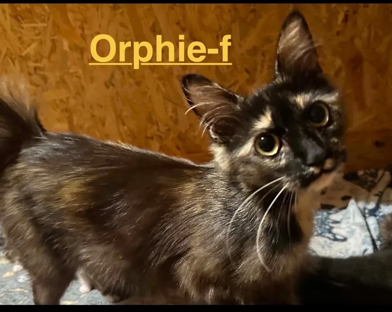 A baby small-sized female Tabby cat named Orphie for adoption in Brookhaven, MS