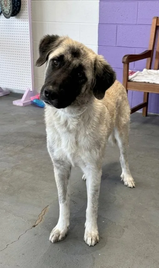 A young large-sized male Great Pyrenees dog named Mouse for adoption in North Prairie, WI