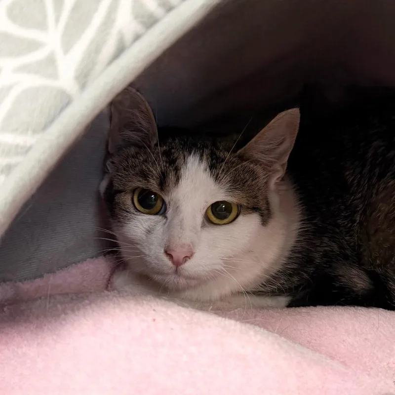 A young small-sized female Domestic Short Hair cat named Tres Leches for adoption in State College, PA