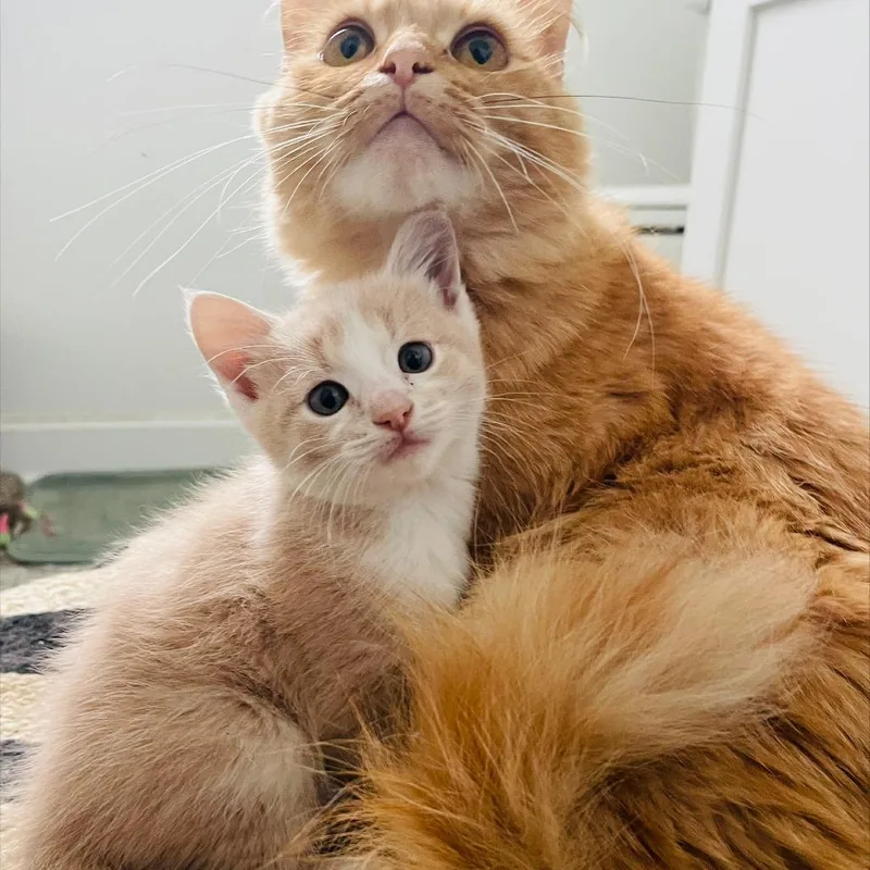 A baby small-sized male Buff / Tan / Fawn Domestic Short Hair cat named Ray C for adoption in Princeton, MN