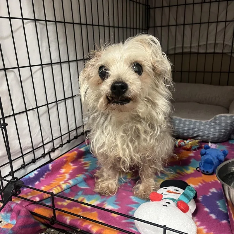 A senior small-sized male Gray / Blue / Silver Yorkshire Terrier dog named Dexter for adoption in Norfolk, NE