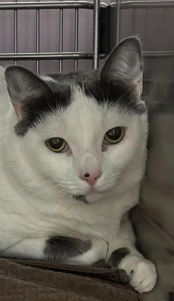 An adult medium-sized male Domestic Short Hair cat named Pawsome for adoption in Vancouver, WA