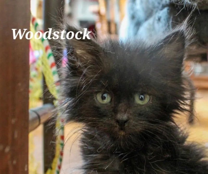Woodstock