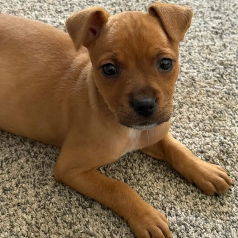 A baby medium-sized female Mixed Breed dog named Ontario for adoption in Fenton, MI
