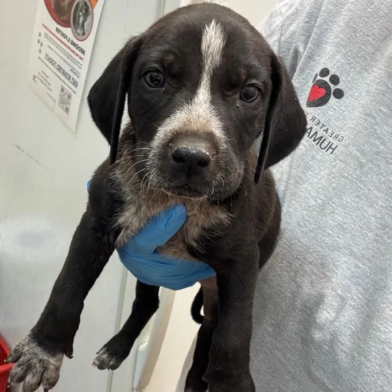 A baby small-sized male Black Pit Bull Terrier dog named Guinn for adoption in Birmingham, AL