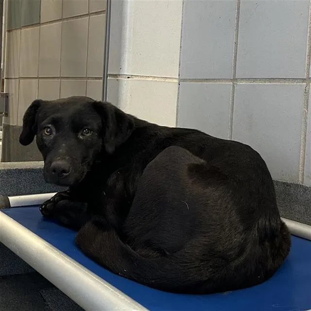 A young medium-sized female Labrador Retriever dog named Hope for adoption in San Antonio, TX