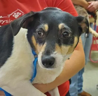 An adult small-sized female Rat Terrier dog named Felicia for adoption in Kansas City, MO