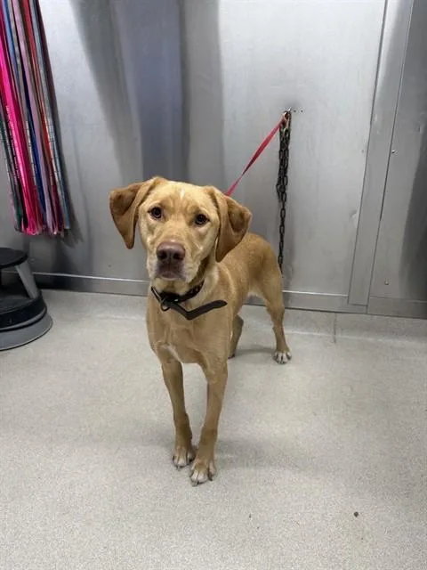 An adult large-sized male Labrador Retriever dog named Sol for adoption in Fairbanks, AK