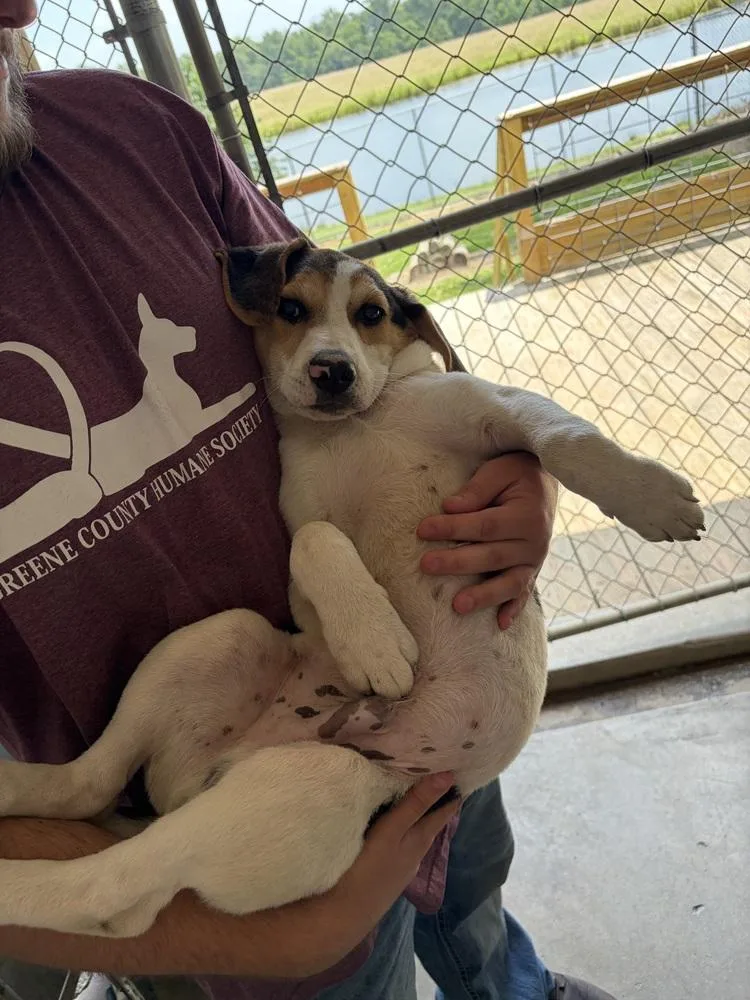 A baby medium-sized male Tricolor (Brown, Black, & White) Hound dog named Morrison for adoption in Linton, IN